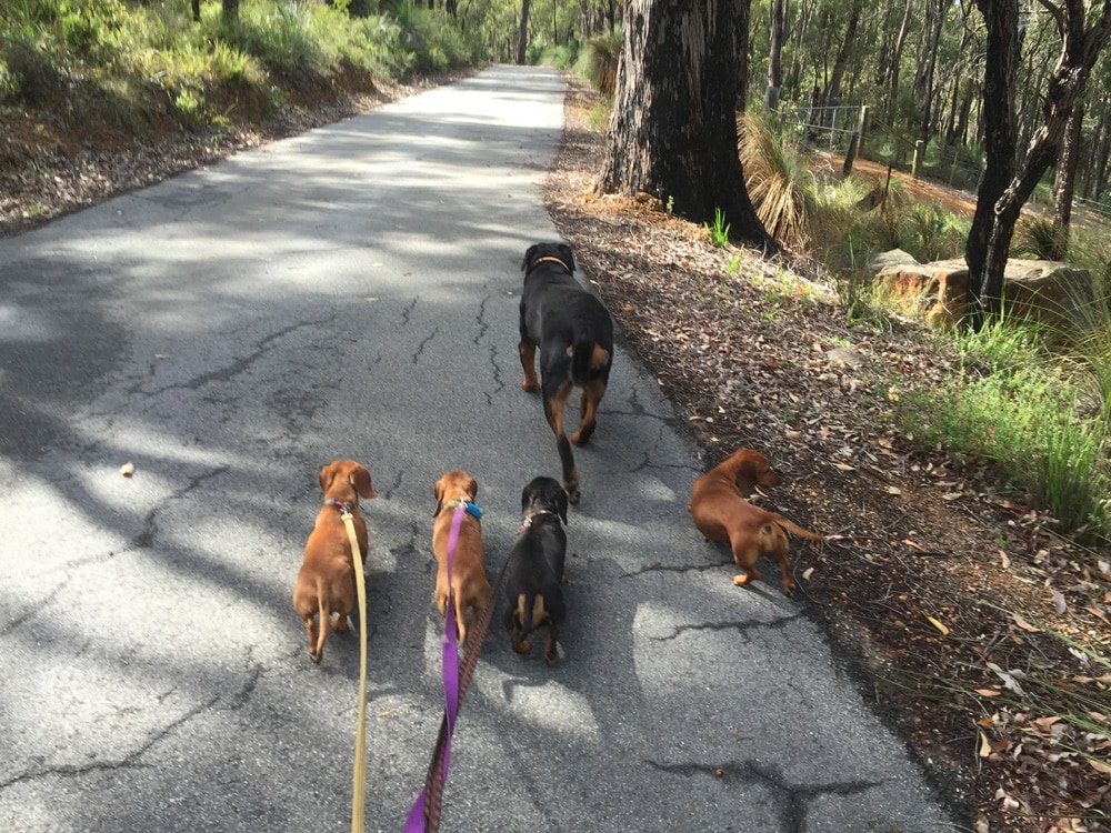 La balade des chiens heureux
