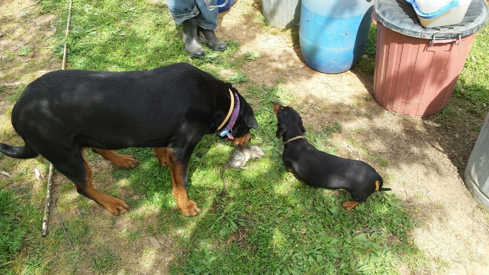 Les chiens et le rat