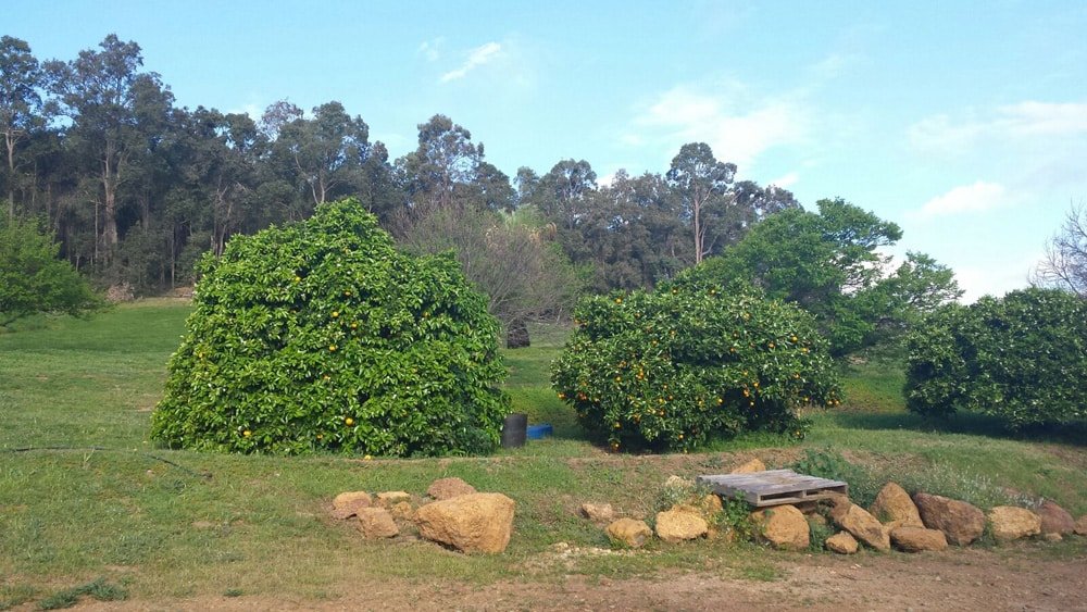 Les arbres, oranges, citrons...