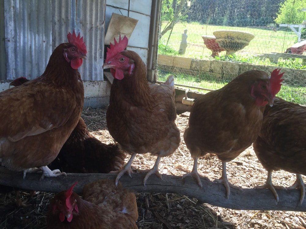 Cut cut cut, facile se verbe irrégulier :)