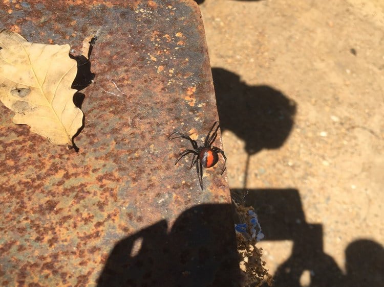 Une red back. Mortellement jolie !